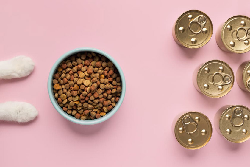 غذای خشک یا تر برای گربه‌ها؟