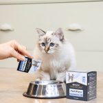 راهنمای کامل پروبیوتیک برای گربه‌ها