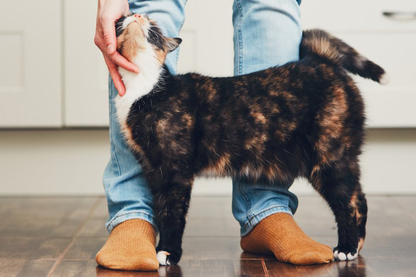 چطور کاری کنیم که گربه‌مان دوستمان داشته باشد؟