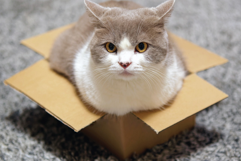 چرا گربه‌ها جعبه رو دوست دارند؟